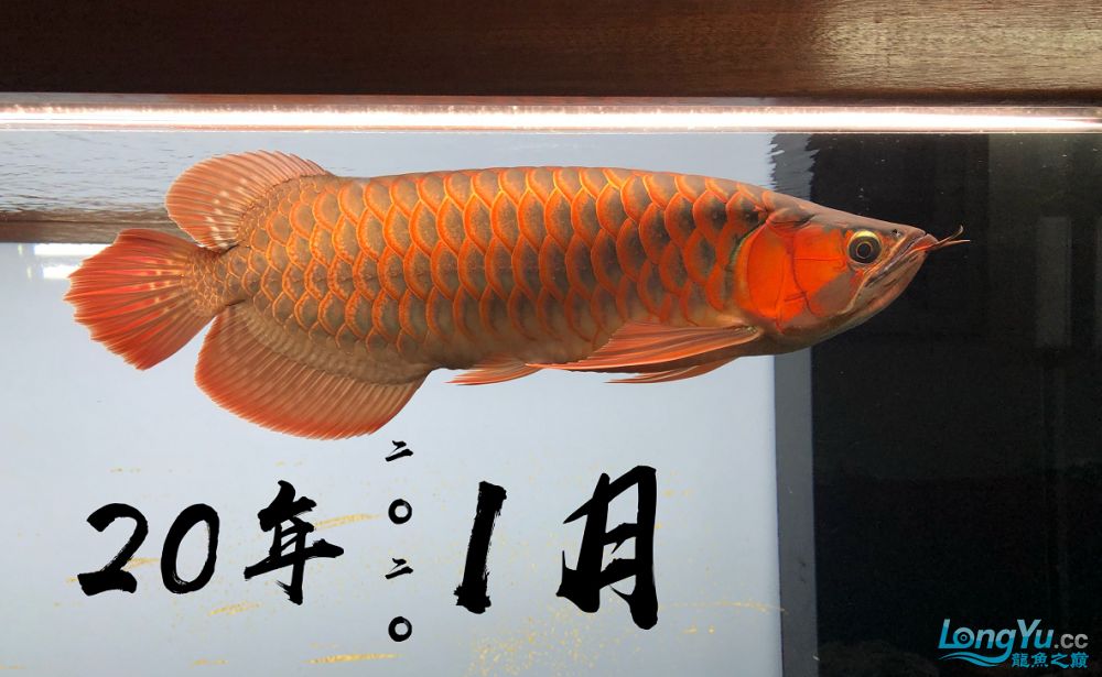 金華觀賞魚市場出飼養(yǎng)一年的紅龍 觀賞魚市場（混養(yǎng)魚） 第2張