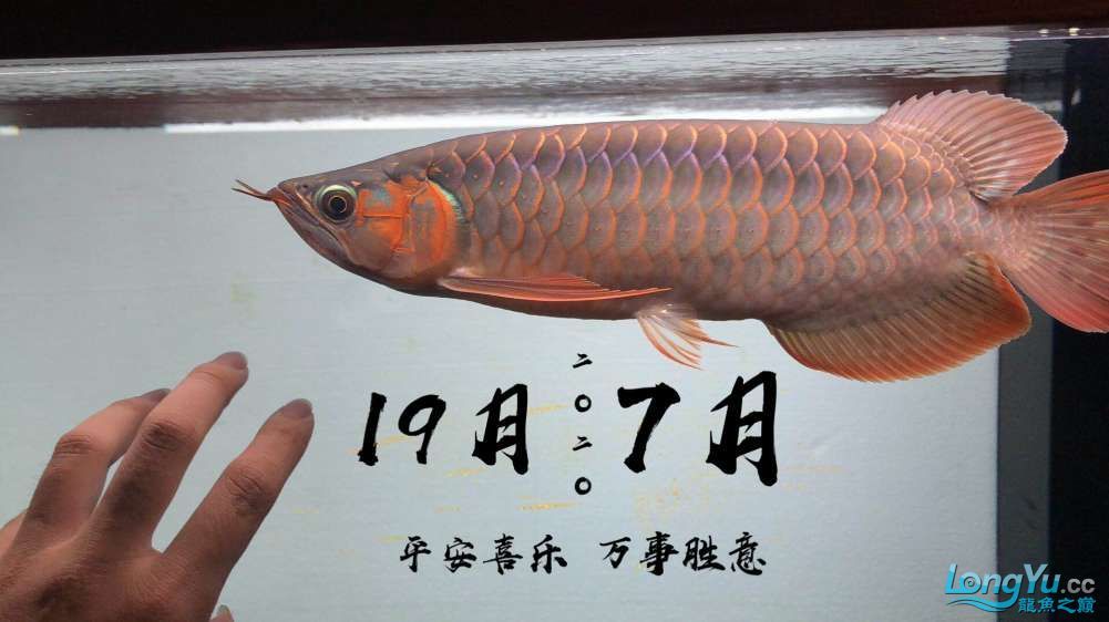 金華觀賞魚市場出飼養(yǎng)一年的紅龍 觀賞魚市場（混養(yǎng)魚） 第3張