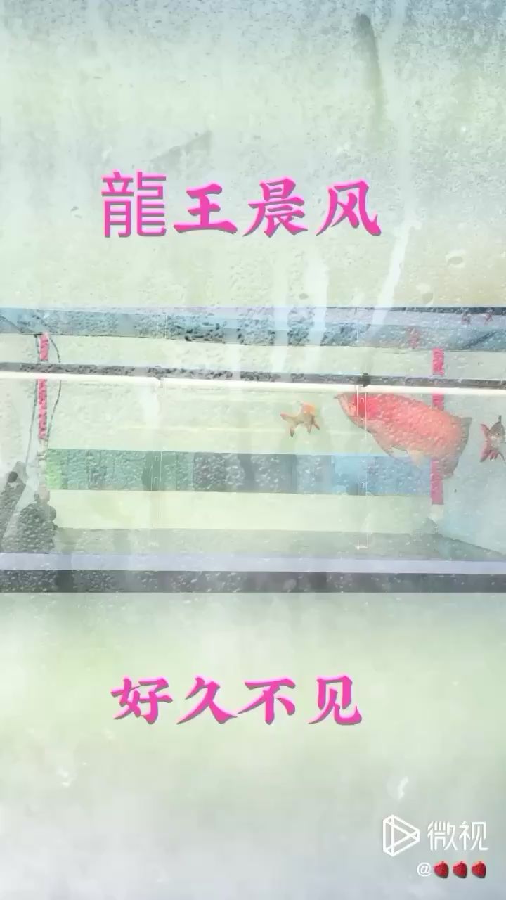 草莓深夜賞魚(yú)雜談 水族維護(hù)服務(wù)（上門） 第2張