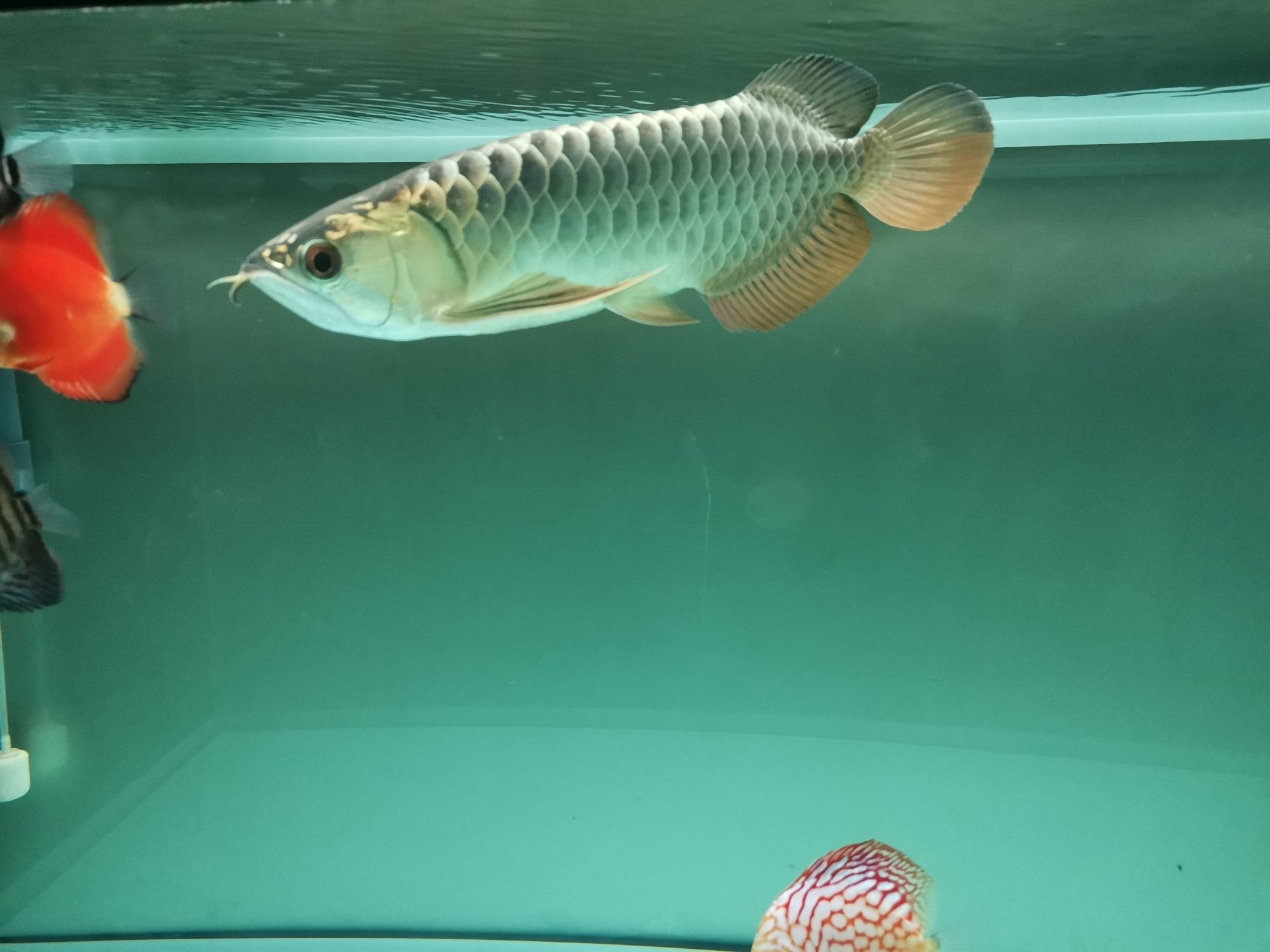 立貼為證不再折騰老老實實做人規(guī)規(guī)矩矩養(yǎng)魚 銀龍魚百科 第7張