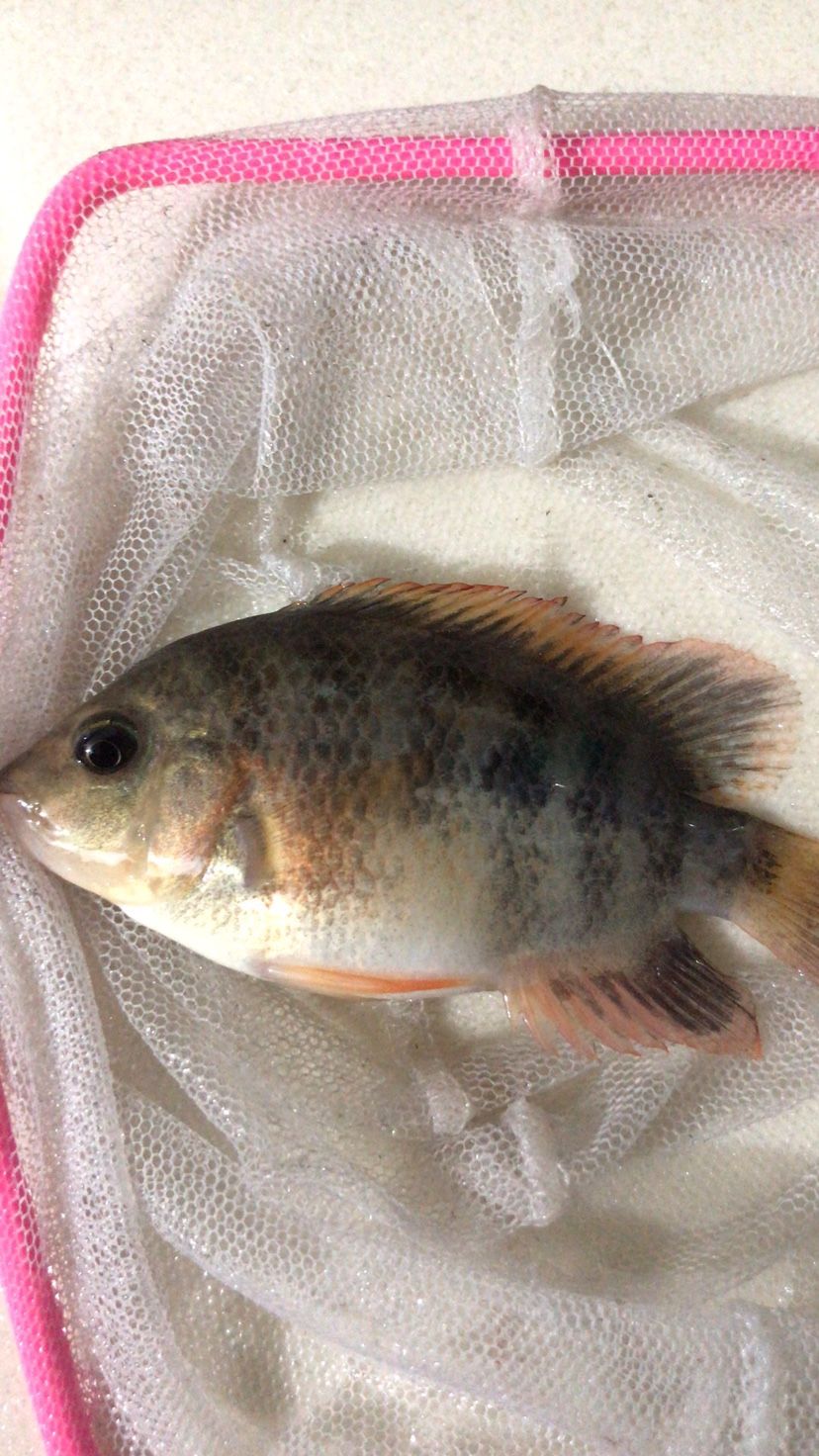 十堰觀賞魚市場各位大神這條是公魚還是母魚