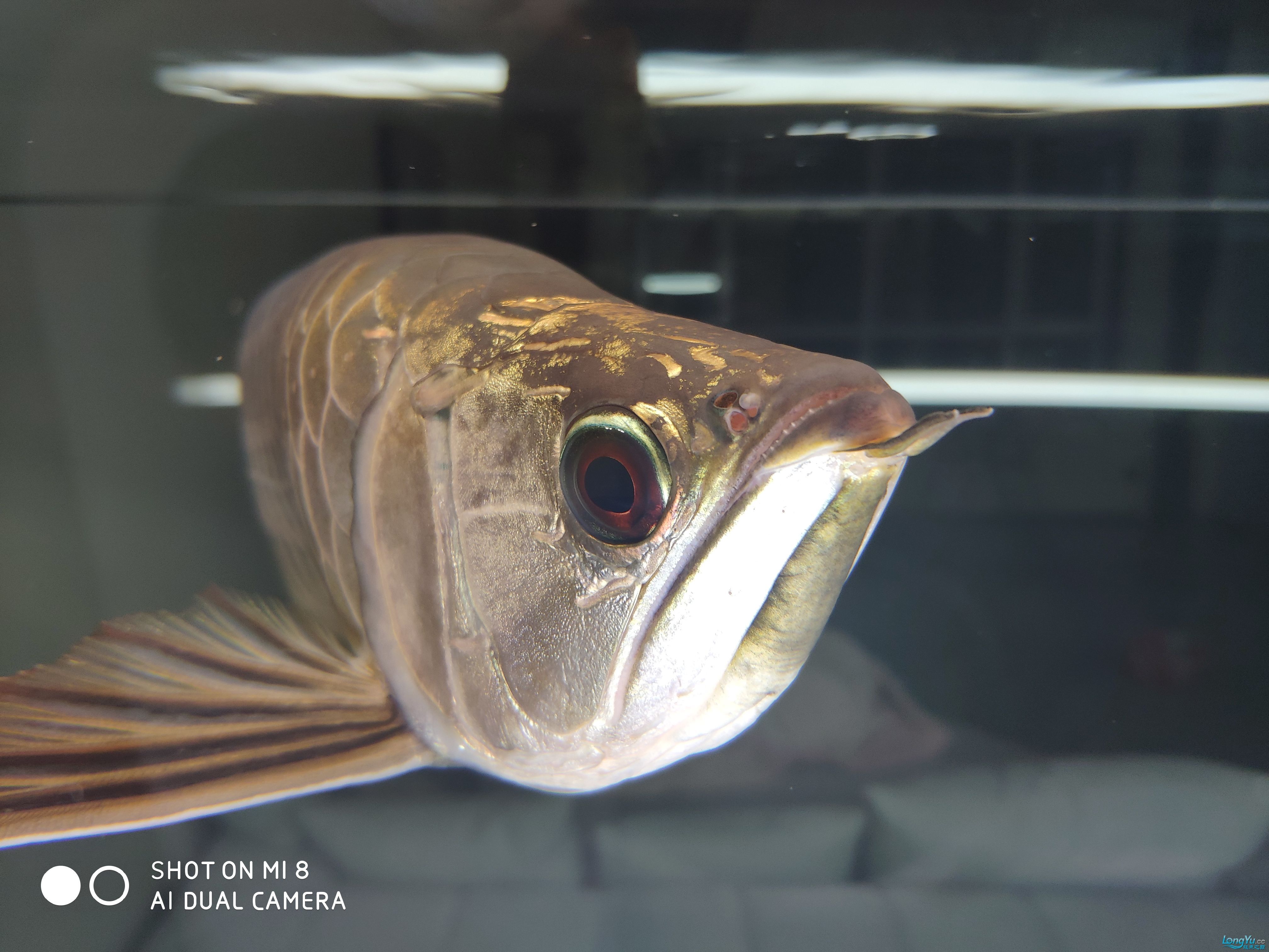 朝陽觀賞魚市場大神幫忙看下急急急 觀賞魚市場（混養(yǎng)魚） 第5張