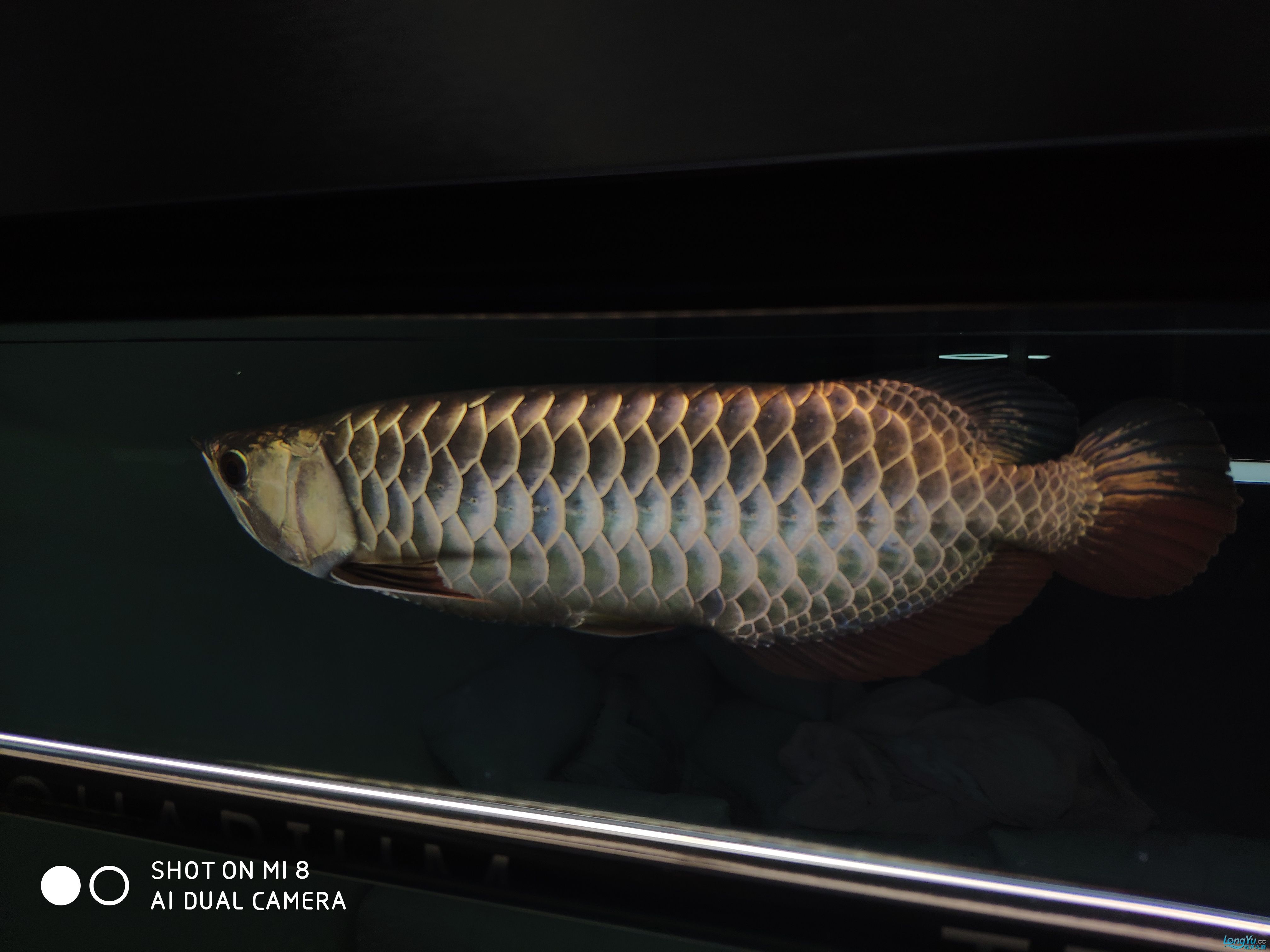 朝陽觀賞魚市場大神幫忙看下急急急 觀賞魚市場（混養(yǎng)魚） 第7張