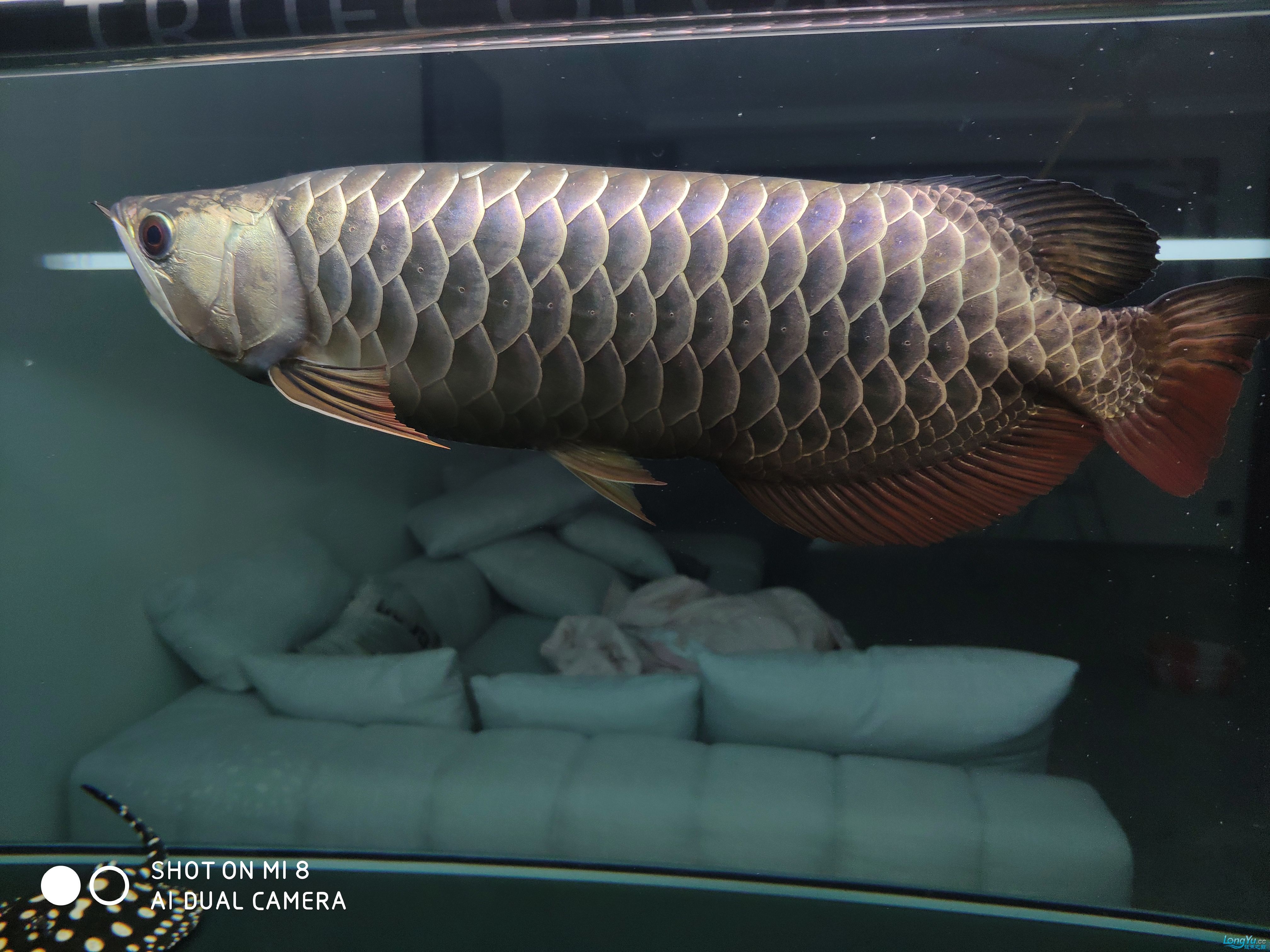 朝陽觀賞魚市場大神幫忙看下急急急 觀賞魚市場（混養(yǎng)魚） 第9張