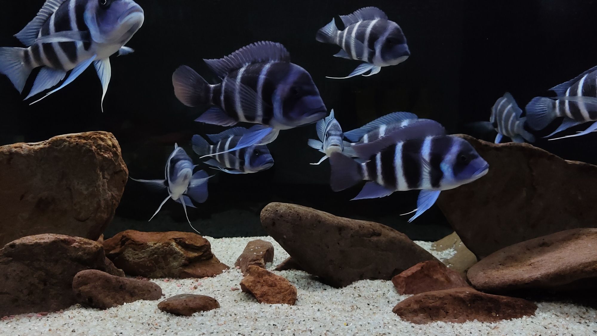 松原水族館高清組圖 大白鯊魚苗 第3張