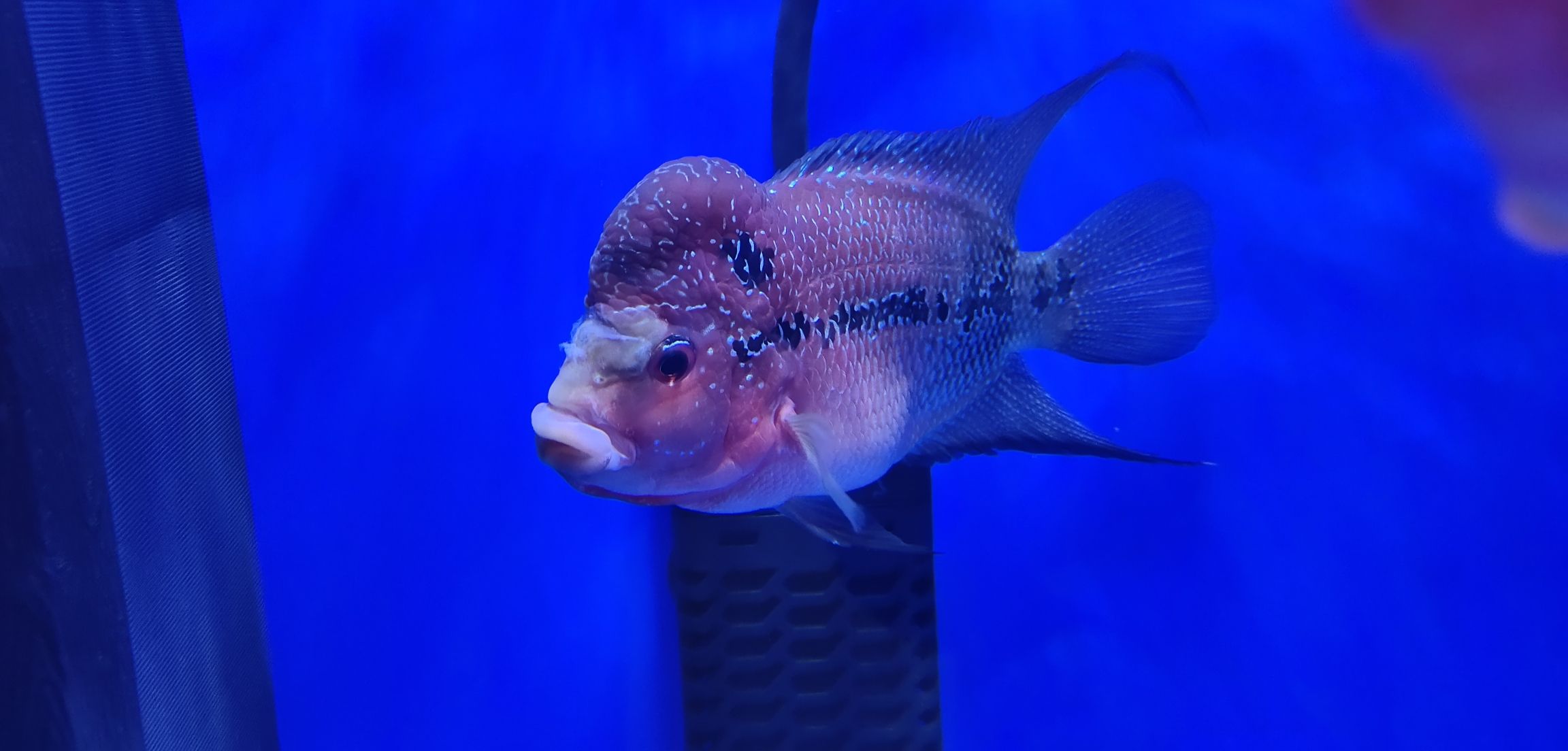 渭南水族館小羅這幾天腹脹拖便還出現(xiàn)縮頭現(xiàn)象急