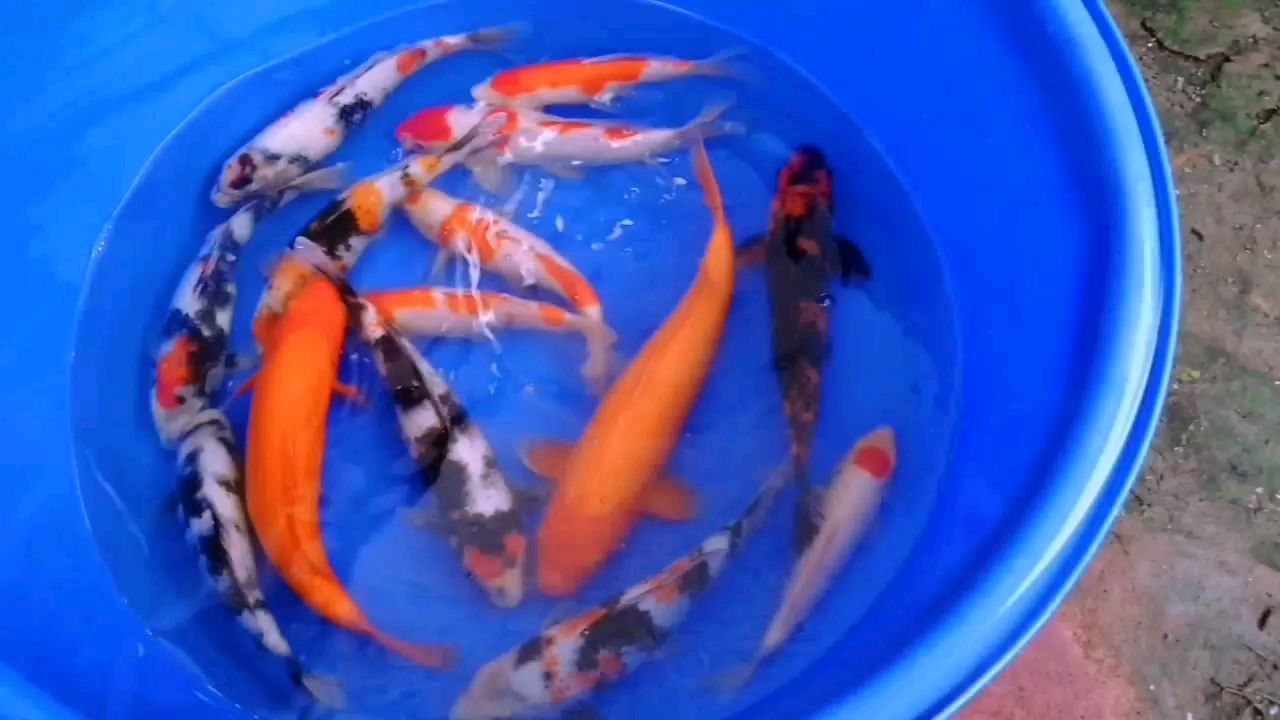 哈哈順口溜 廣州水族批發(fā)市場(chǎng) 第1張