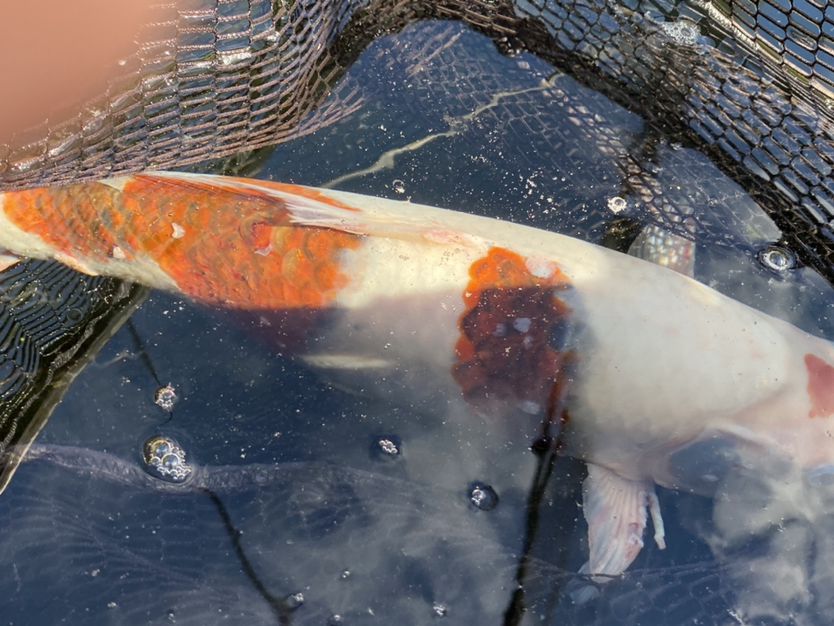 求助:這魚是得病了還是有寄生蟲了 黃吉金龍（白子金龍魚） 第4張