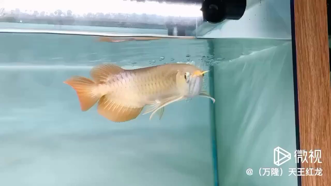 六盤水水族館在售31號(hào)烈焰