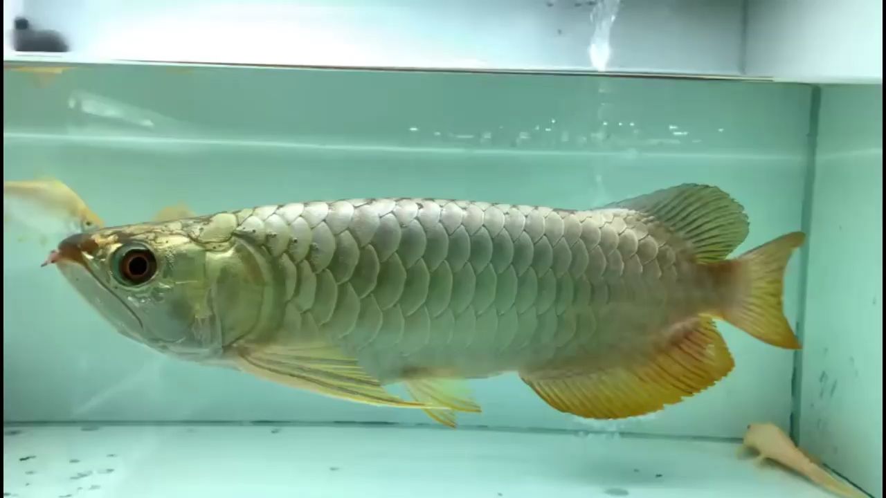 你能接受龍魚斷須嗎？ 廣州水族器材濾材批發(fā)市場(chǎng) 第1張