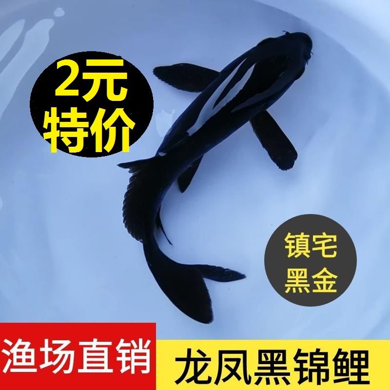 萬吉餓了么 鸚鵡魚 第1張