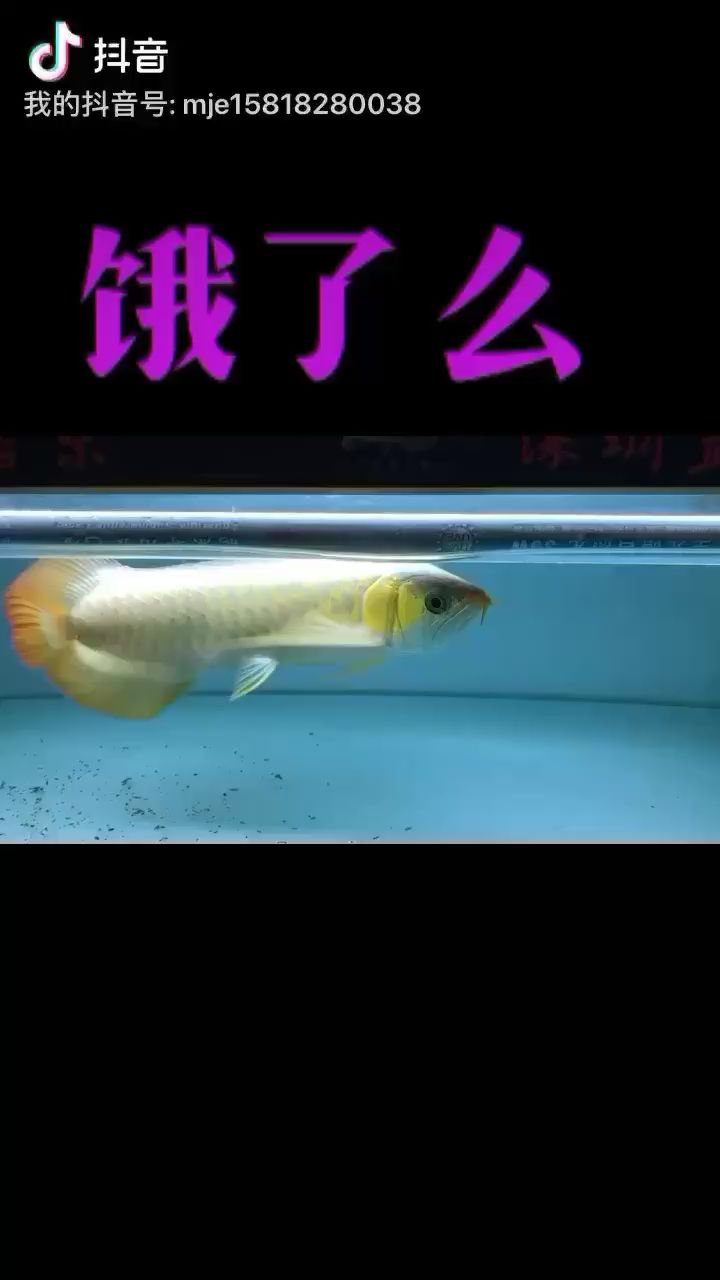 萬吉餓了么 鸚鵡魚 第2張