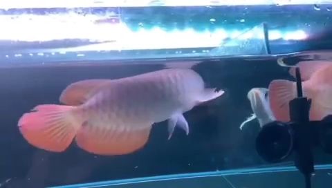 大家覺得印尼紅鉆品牌的龍魚怎么樣 名貴錦鯉魚 第2張