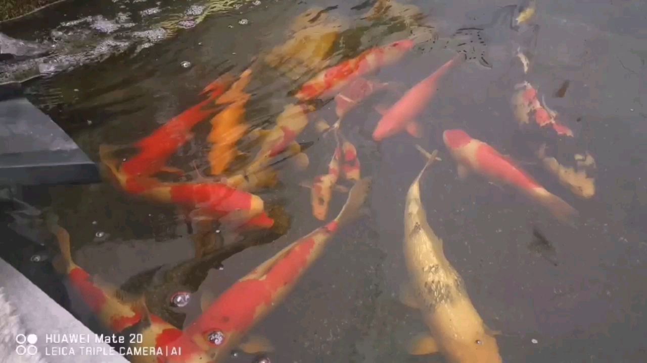 密度大挑出去五條送人留哪些 紅頭利魚 第2張