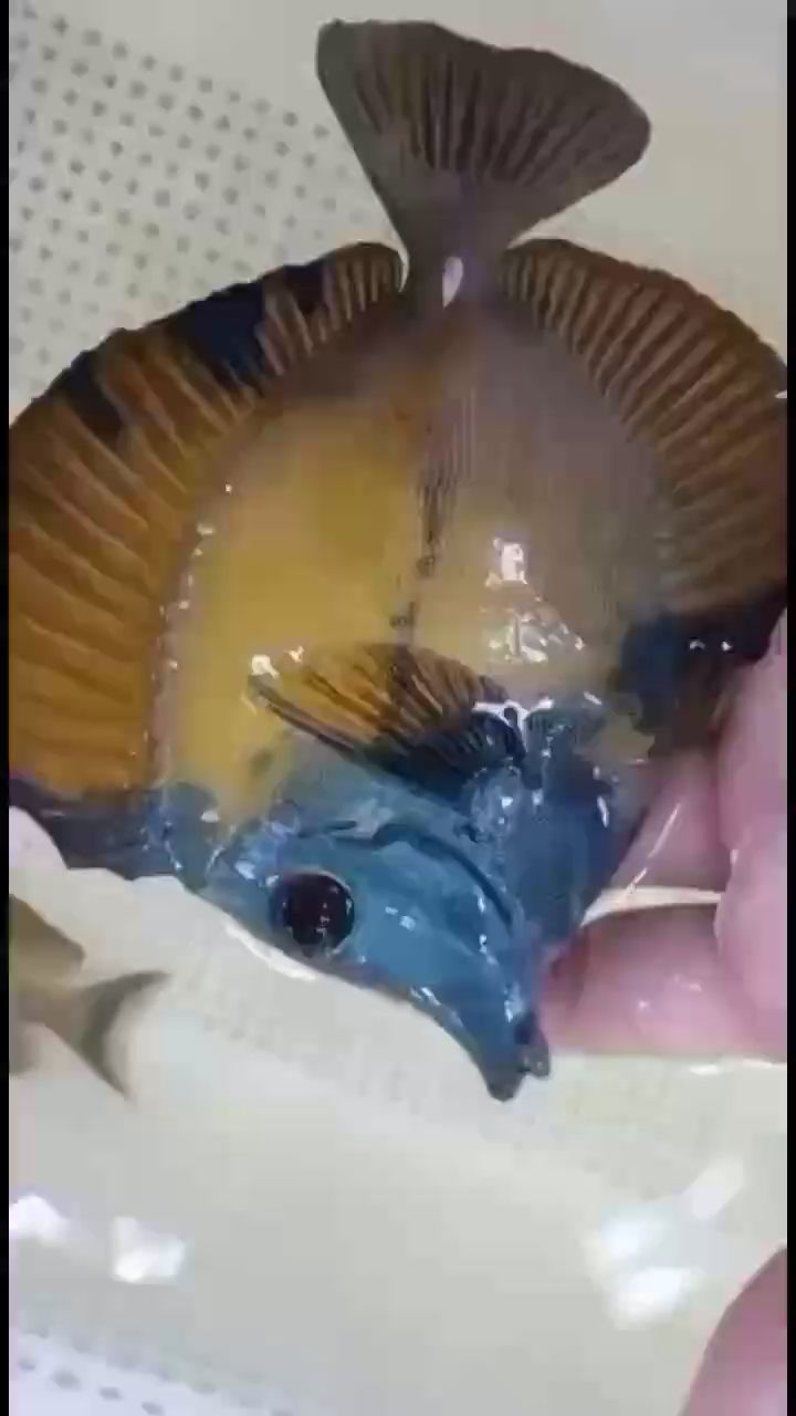 WoW 黃金河虎魚 第2張