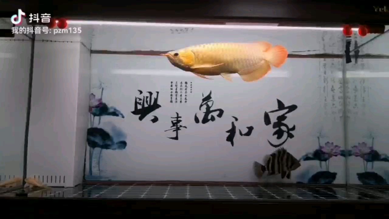 溜溜魚