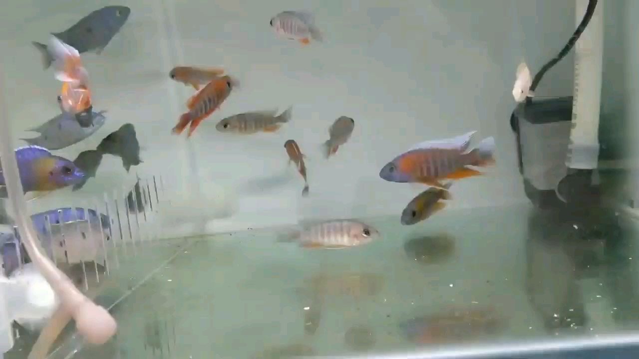 紅珊瑚 麥肯斯銀版魚(yú)