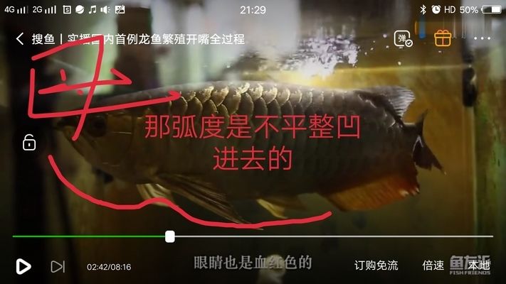 金龍魚公的好還是母的好（金龍魚公母好還是母的好金龍魚好，金龍魚公母各有千秋） 龍魚百科 第1張