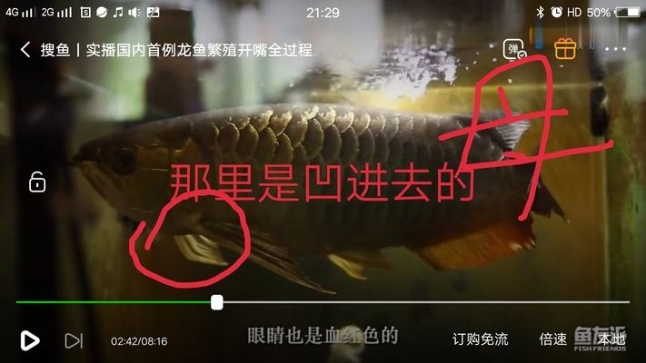 金龍魚公的好還是母的好（金龍魚公母好還是母的好金龍魚好，金龍魚公母各有千秋） 龍魚百科 第2張