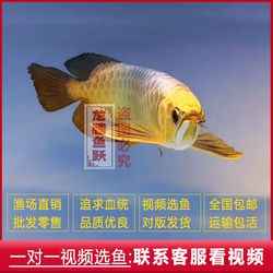 淘氣的小魟 胭脂孔雀龍魚 第1張