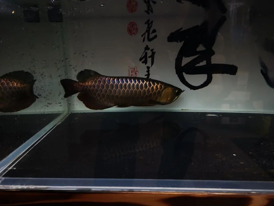 養(yǎng)魚(yú)先養(yǎng)水你真的懂嗎？