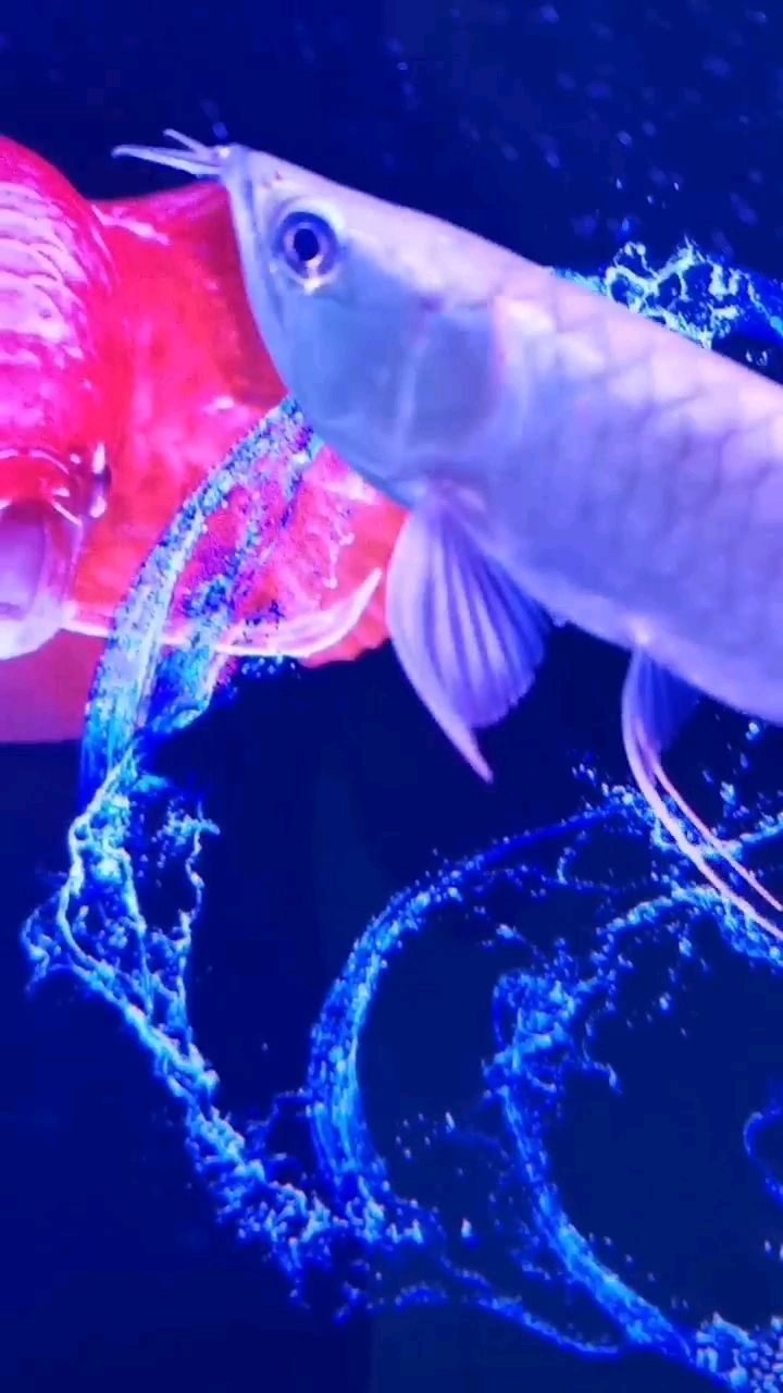 求助養(yǎng)銀龍高手 水族雜談 第2張