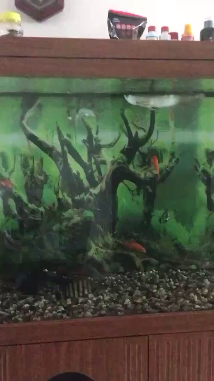 許昌水族館白金猛魚(yú)進(jìn)食