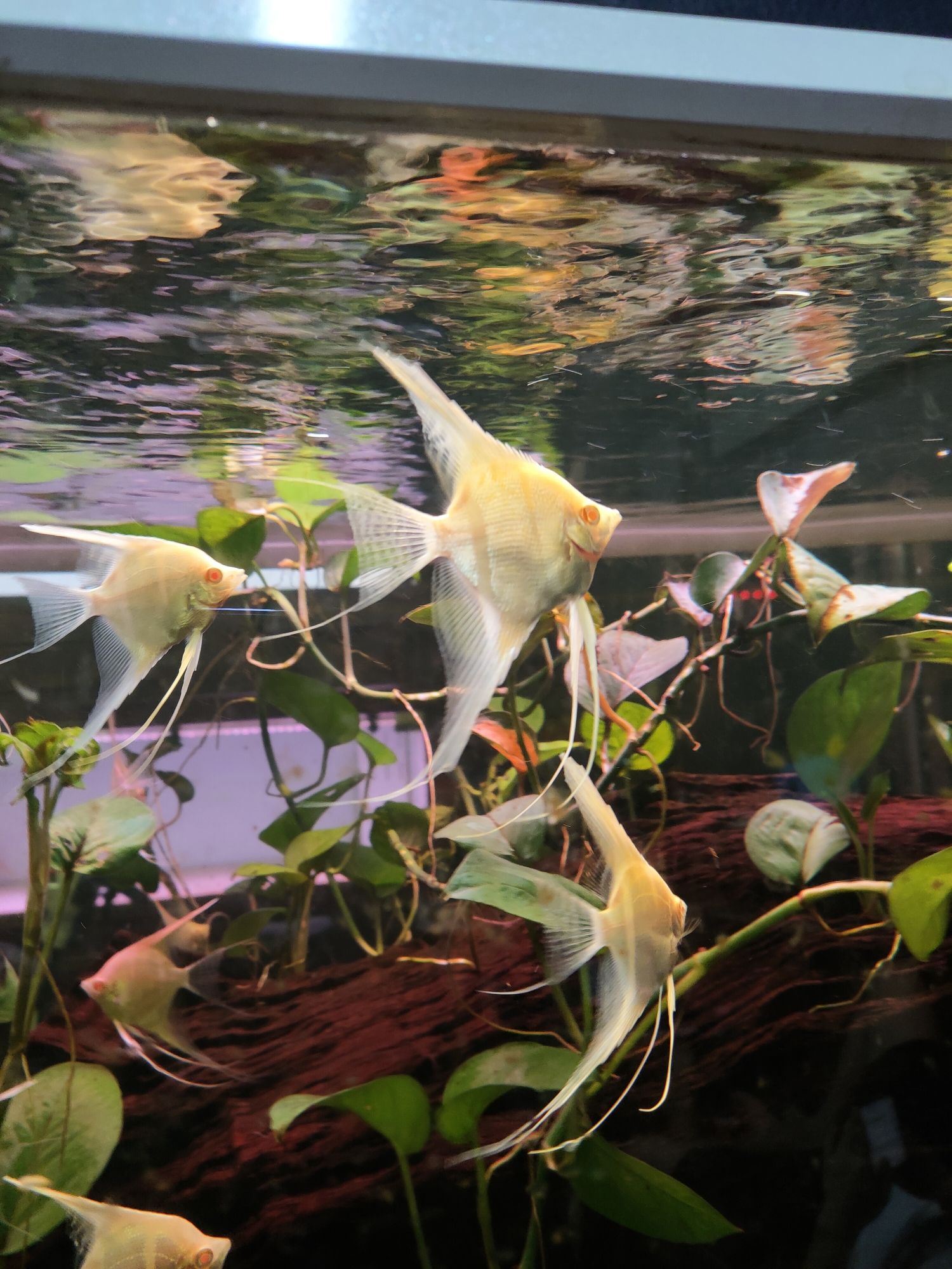 洛陽(yáng)水族館白子斯卡埃及神仙