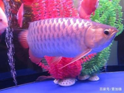 金龍魚形態(tài)（金龍魚的形態(tài)特征） 龍魚百科 第1張