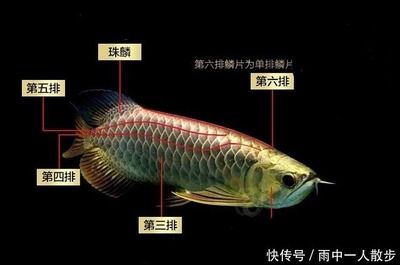 金龍魚形態(tài)（金龍魚的形態(tài)特征） 龍魚百科 第2張