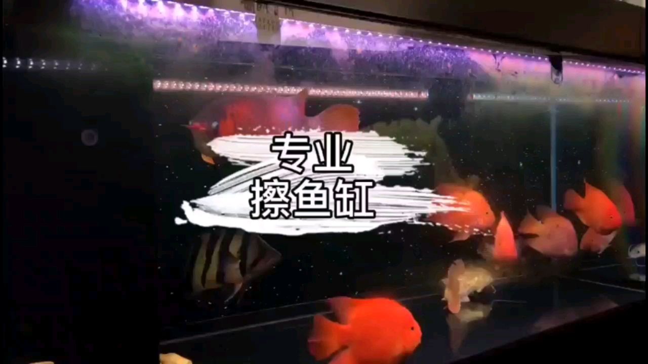 誰讓咱好這口呢 觀賞魚市場（混養(yǎng)魚） 第2張