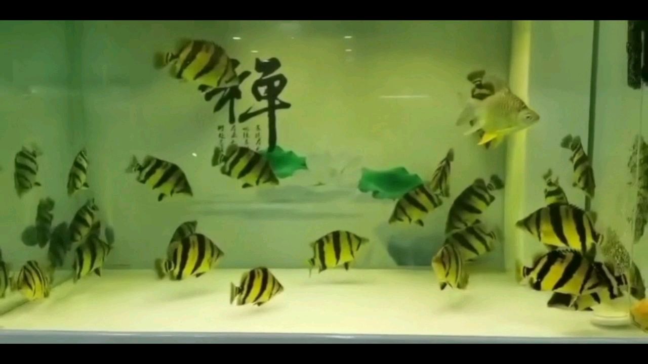 泰國虎魚了解下 虎魚百科 第2張