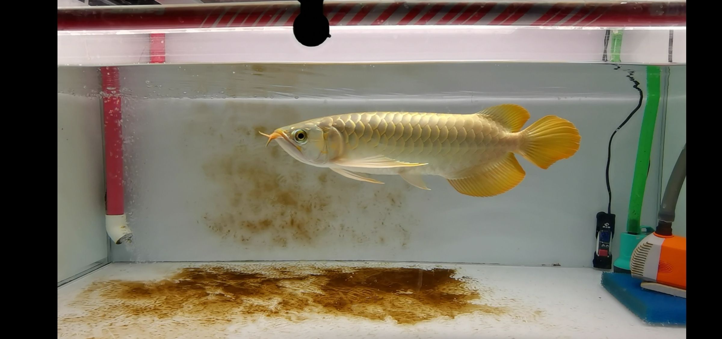 昌都水族館一個(gè)月的變化 紅魔王銀版魚 第5張