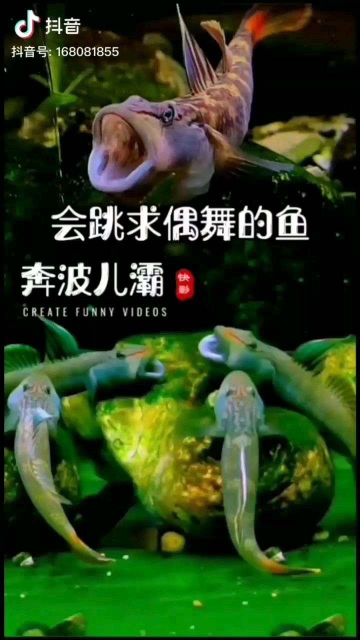 繼續(xù)來群可愛的蝦虎吧 泰國虎魚