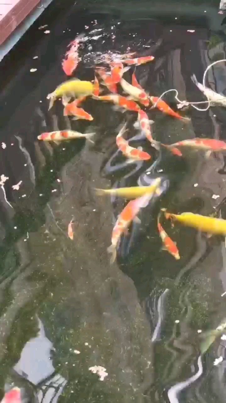 沈陽水族館喂魚打卡