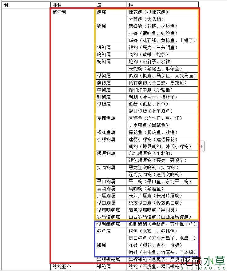 原生態(tài)造景常用魚之鯉科鮈亞科篇手機版