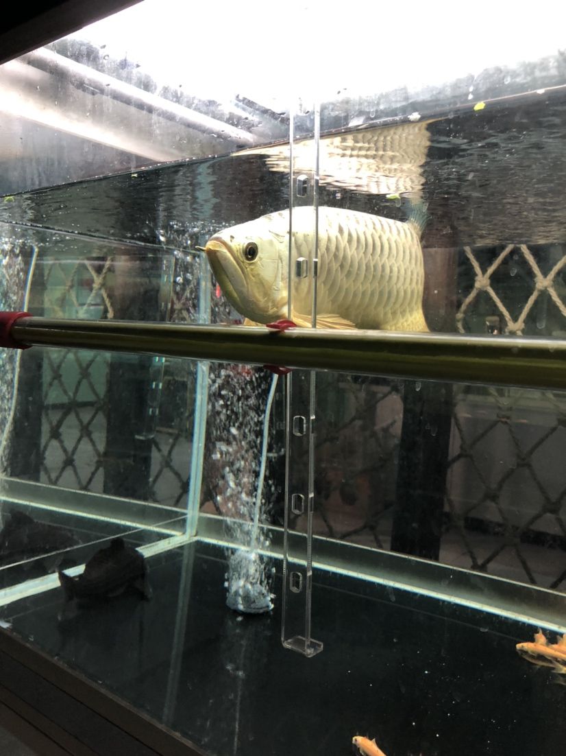 龍巖水族館第一次接觸金頭 帝王三間魚(yú) 第6張