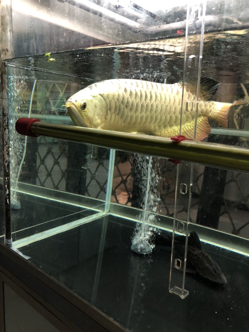 龍巖水族館第一次接觸金頭 帝王三間魚(yú) 第7張