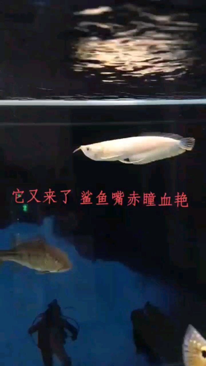 藍天觀賞魚市場它又來了鯊魚嘴黃化銀龍 觀賞魚市場（混養(yǎng)魚） 第2張