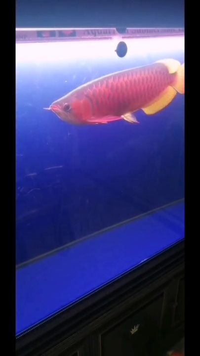 孝感水族館對比一年前的它