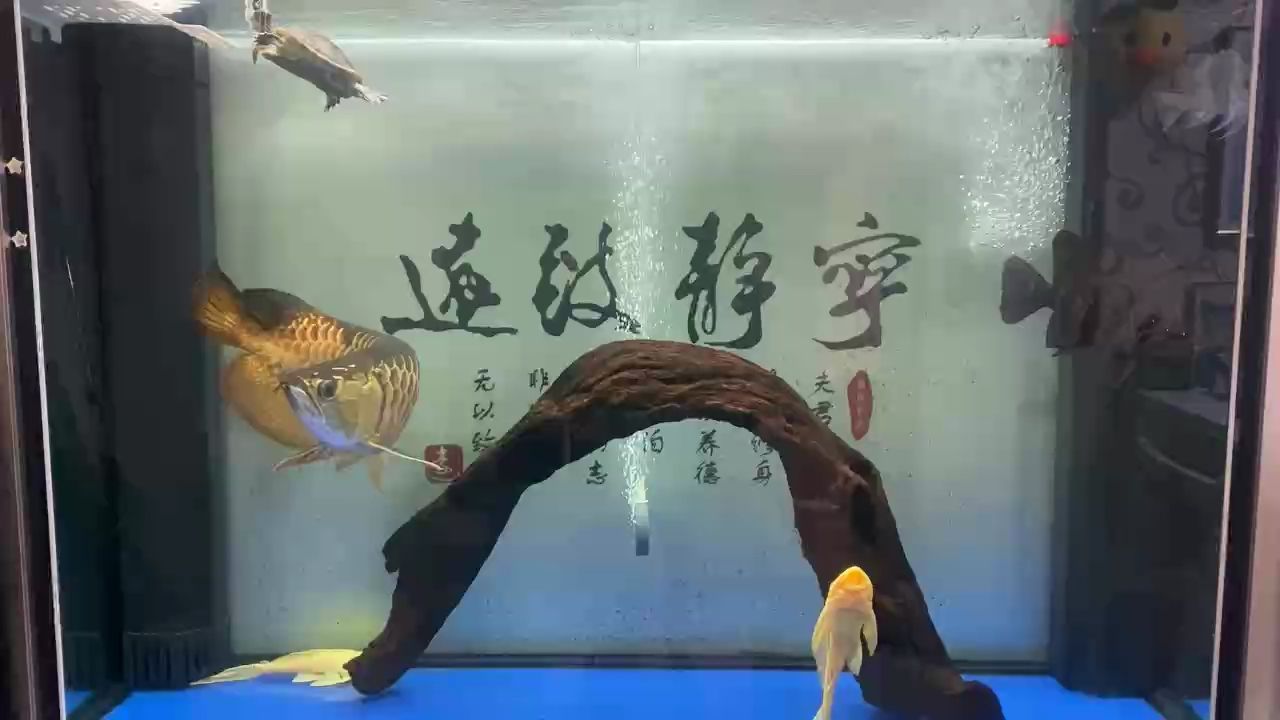 周末換水（打卡,被養(yǎng)魚耽誤的建筑師） 觀賞魚論壇