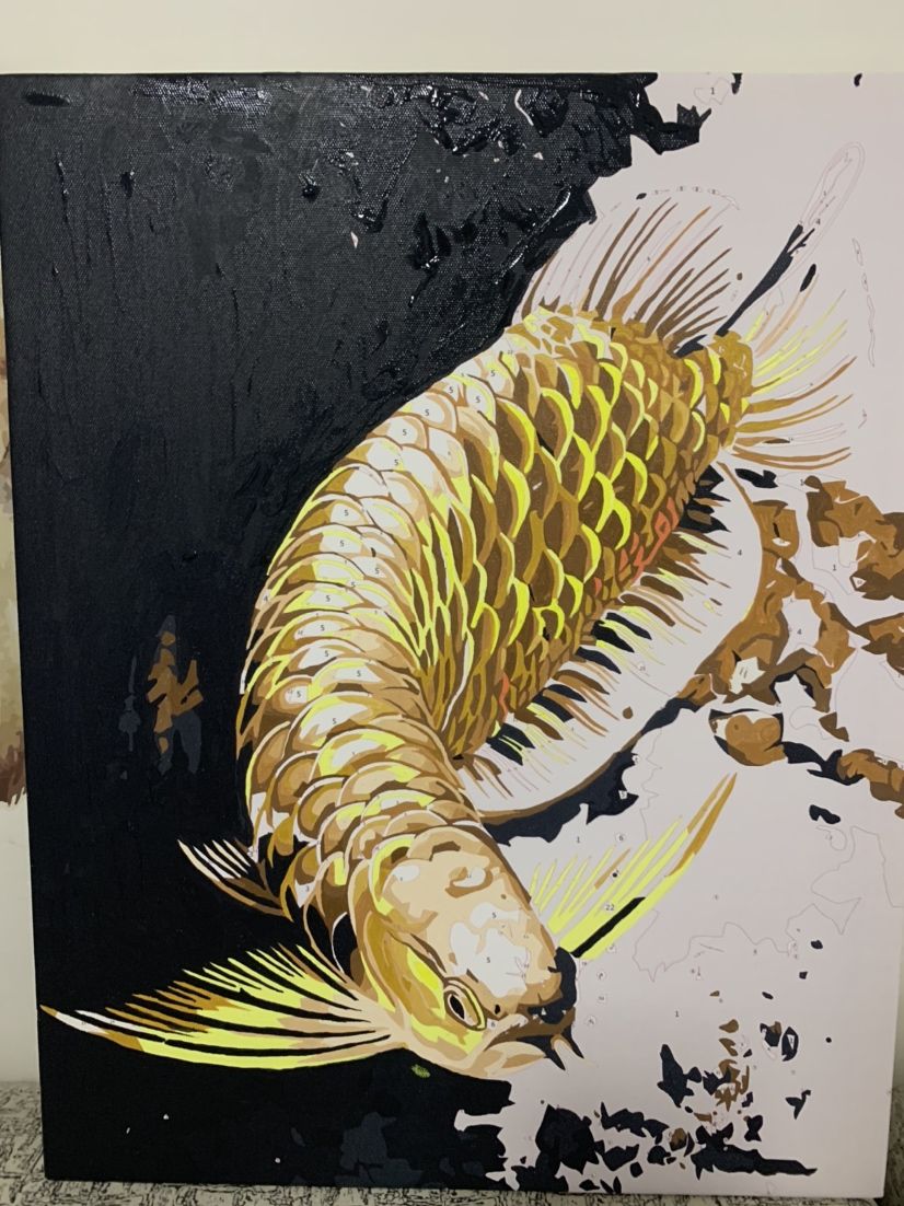 寧波觀賞魚市場因為熱愛所以愛你的一切 觀賞魚市場（混養(yǎng)魚） 第7張