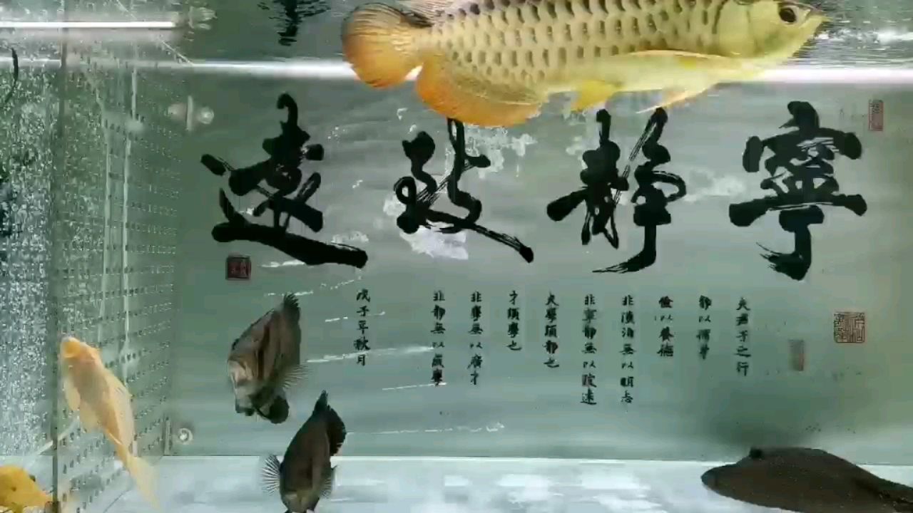 眉山觀賞魚市場農(nóng)歷六月廿九