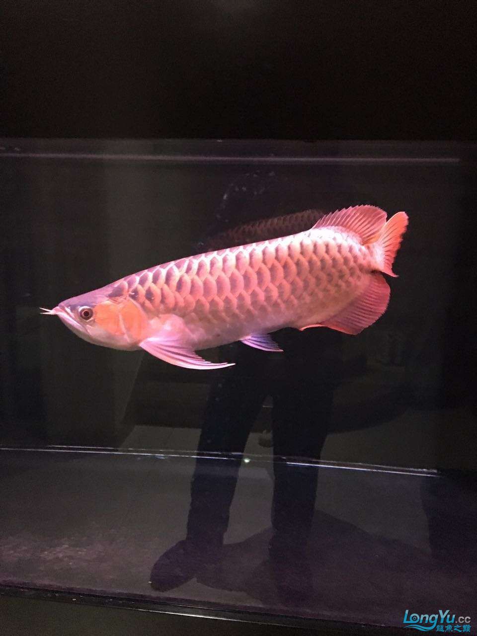 綏化水族館上岸出售大紅龍弘鰭紫嫣