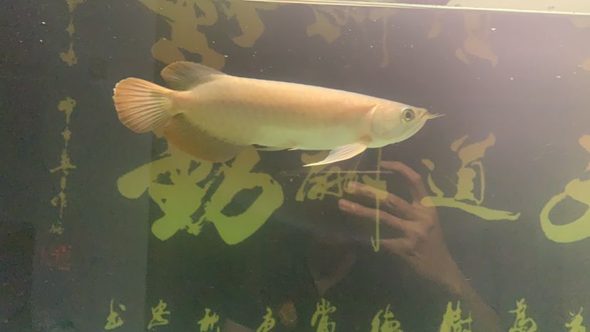 為了小龍開食帶兒子抓蛐蛐 金老虎魚 第1張