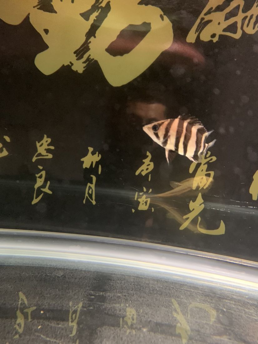 為了小龍開食帶兒子抓蛐蛐 金老虎魚 第5張