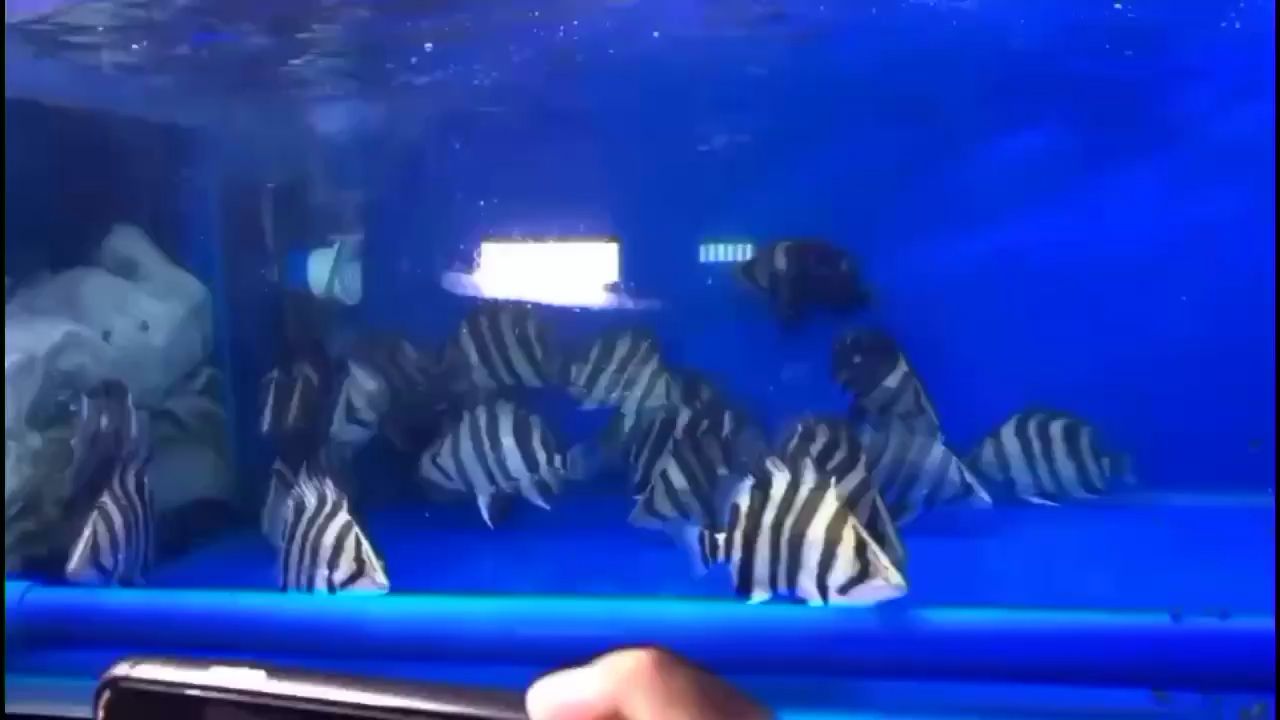 萍鄉(xiāng)水族館虎群