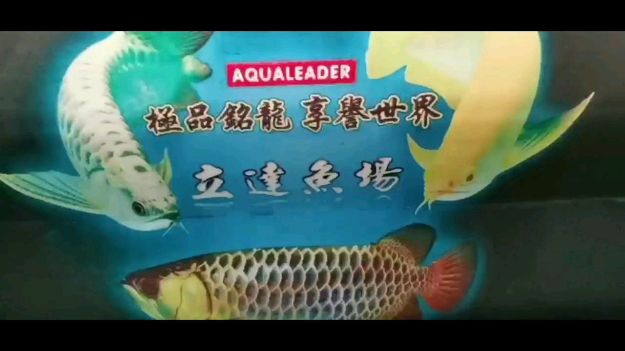 金龍要金 一眉道人魚苗 第2張