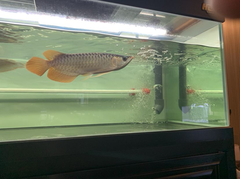 果洛藏族自治州水族館被遺忘的小朋友 大白鯊魚 第2張