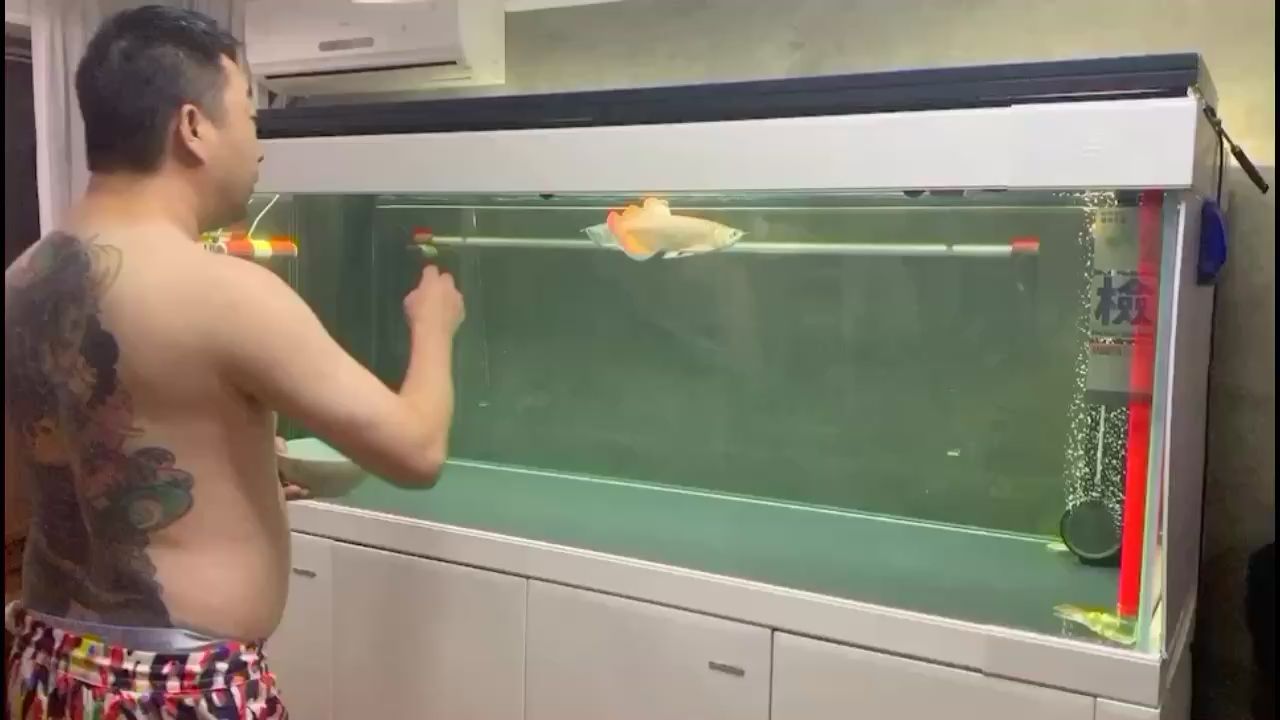 喂喂魚 大白鯊魚